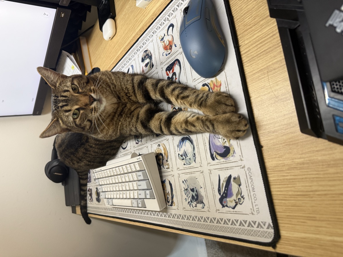 Agave looking at the camera with paws stretched across a desk
