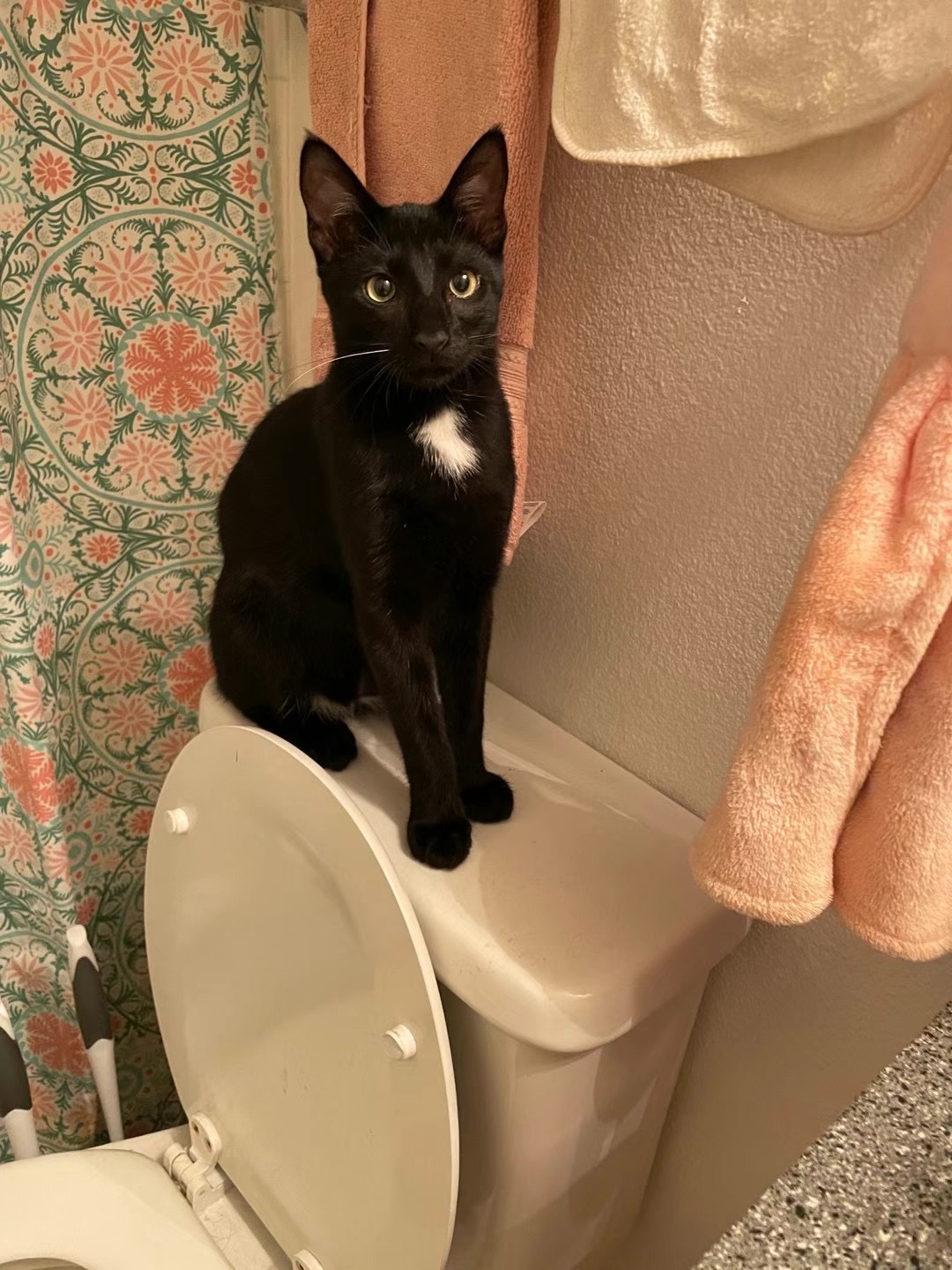 Squash sitting upright and looking at the camera